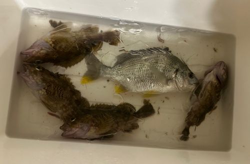 カサゴの釣果
