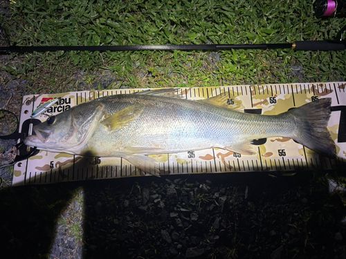 シーバスの釣果