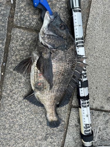 クロダイの釣果