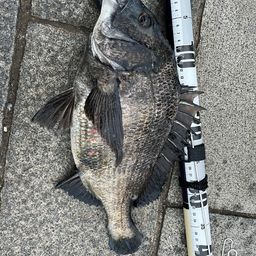 クロダイ
