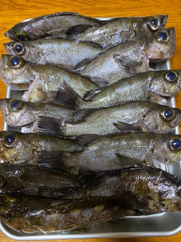 メバルの釣果