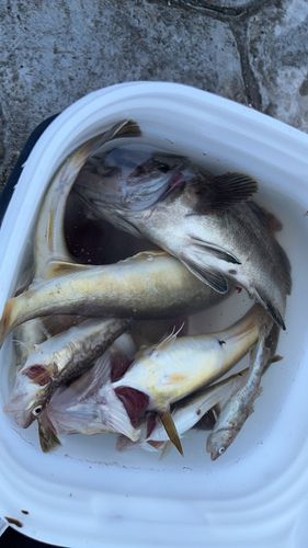コマイの釣果