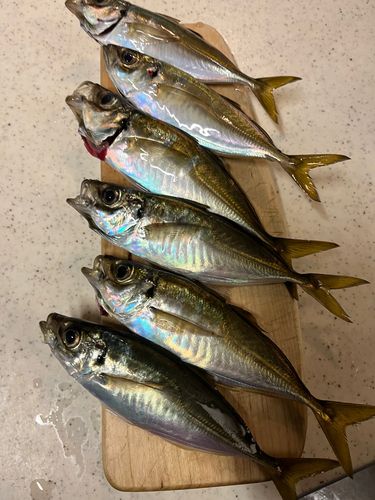 アジの釣果