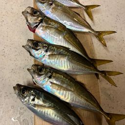 アジ