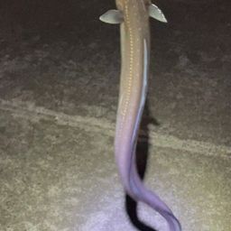 アナゴ