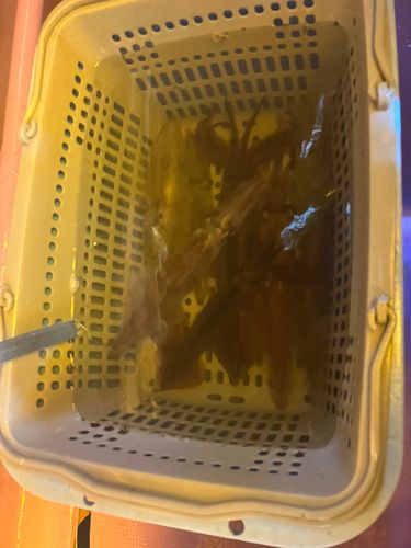 アカイカの釣果