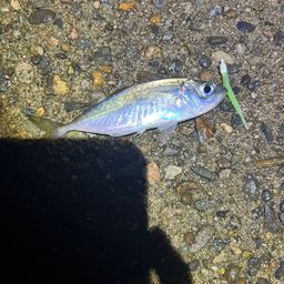 アジ