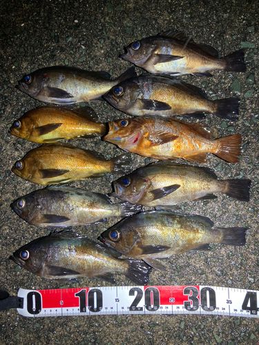 メバルの釣果