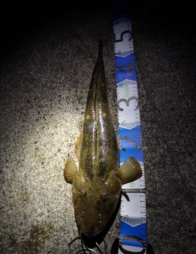マゴチの釣果