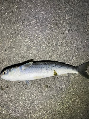 ボラの釣果