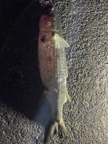 ボラの釣果