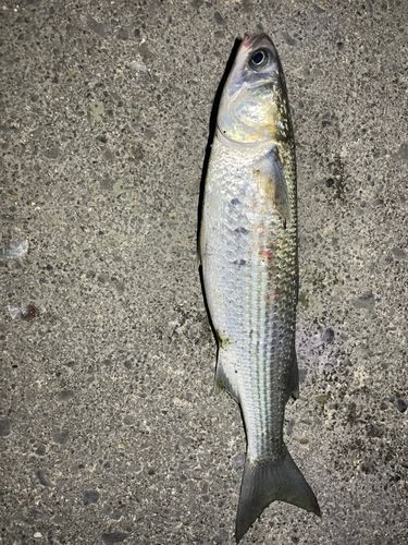 ボラの釣果