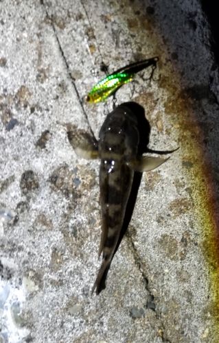 ウロハゼの釣果