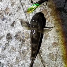 ウロハゼ