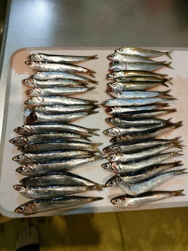 カタクチイワシ