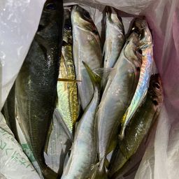 アジ