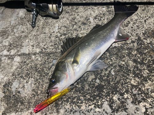 シーバスの釣果