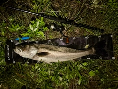 マルスズキの釣果