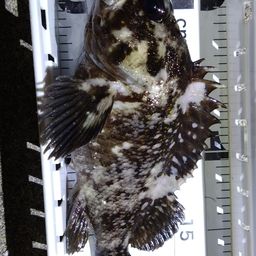 オウゴンムラソイ