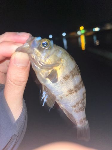 シロメバルの釣果