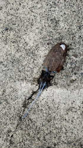 コウイカの釣果