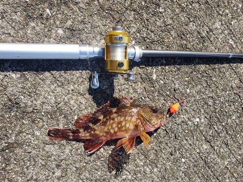カサゴの釣果