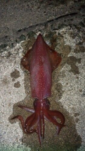 ケンサキイカの釣果