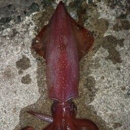 ケンサキイカ