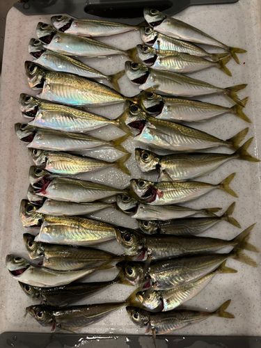 アジの釣果