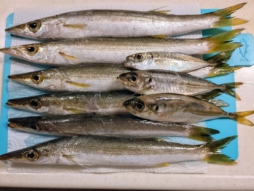 カマス