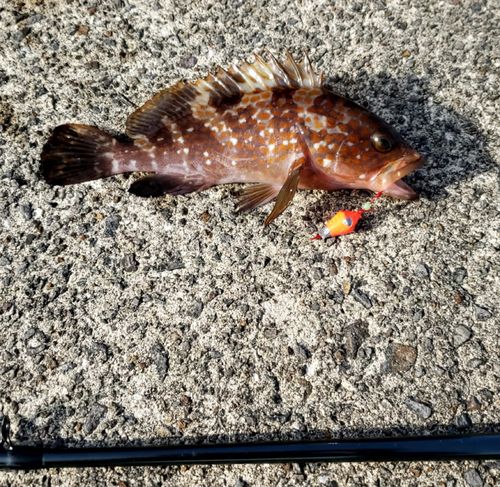 キジハタの釣果