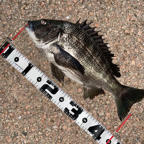 クロダイの釣果