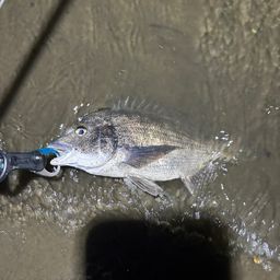 クロダイ