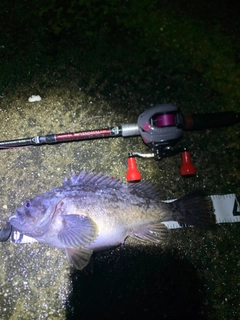 クロソイの釣果