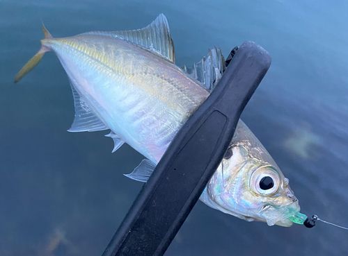 マアジの釣果