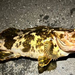 ベッコウゾイ