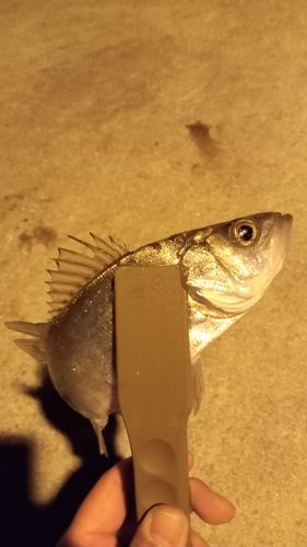 セイゴ（マルスズキ）の釣果