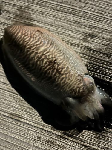 コウイカの釣果