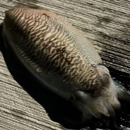 コウイカ