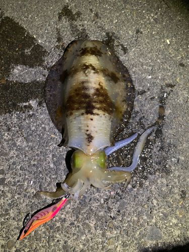 アオリイカの釣果