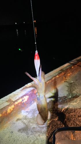イカの釣果