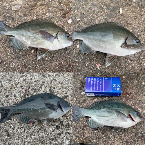 グレの釣果