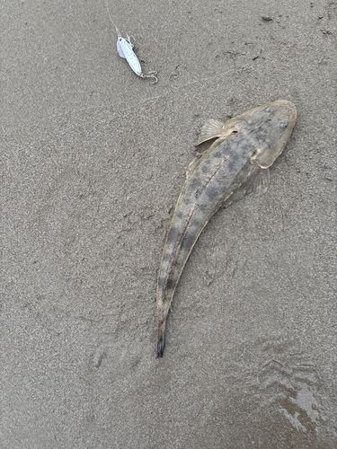 マゴチの釣果