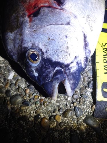 イシダイの釣果