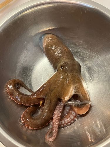 コウイカの釣果