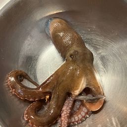 コウイカ
