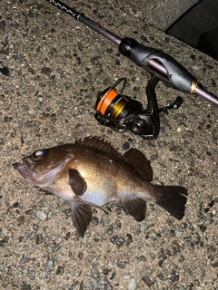 メバルの釣果