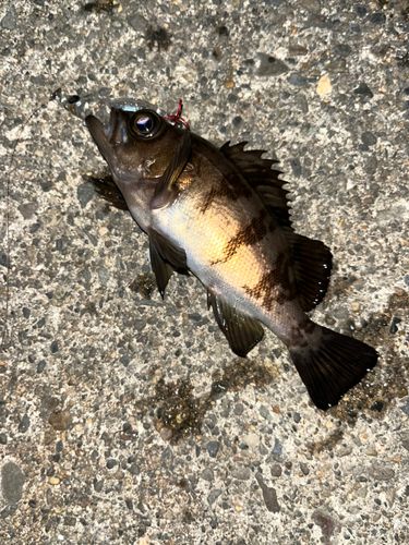 メバルの釣果