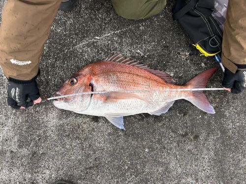 マダイの釣果