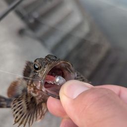アラカブ